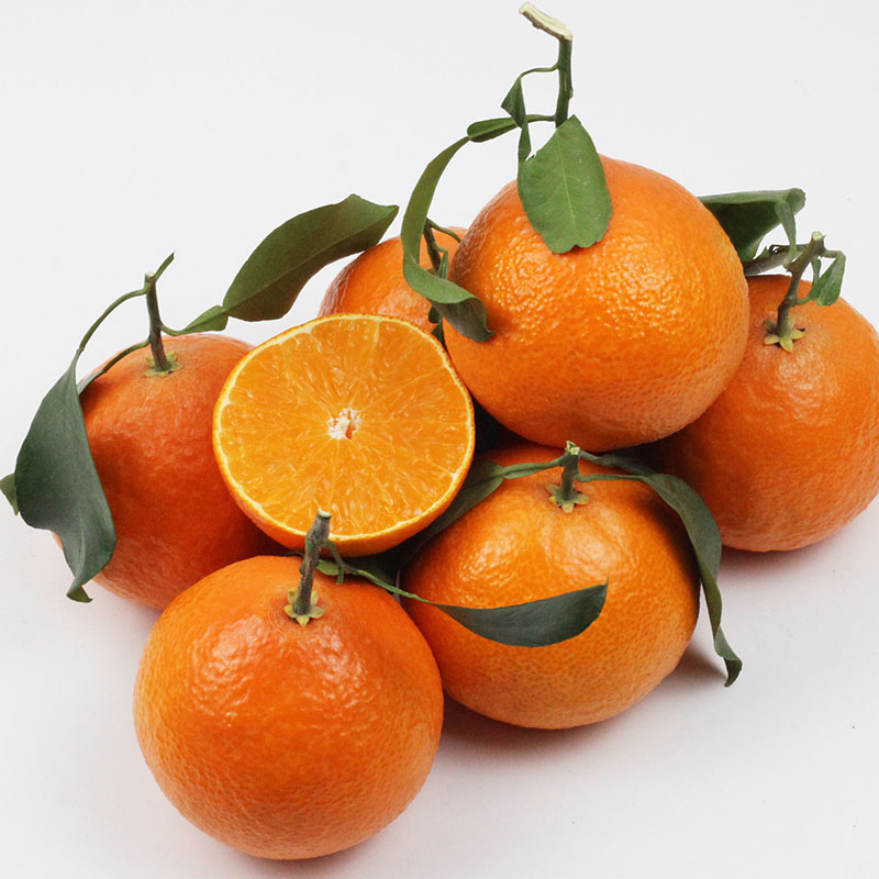 正宗红美人柑橘,不看价格看质量,象山爱媛28号果冻橙