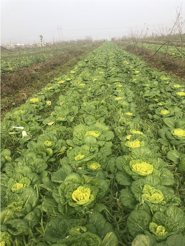 河南霜降黄心菜新鲜时令蔬菜现摘当季黄心乌塌菜5斤火锅菜品食材