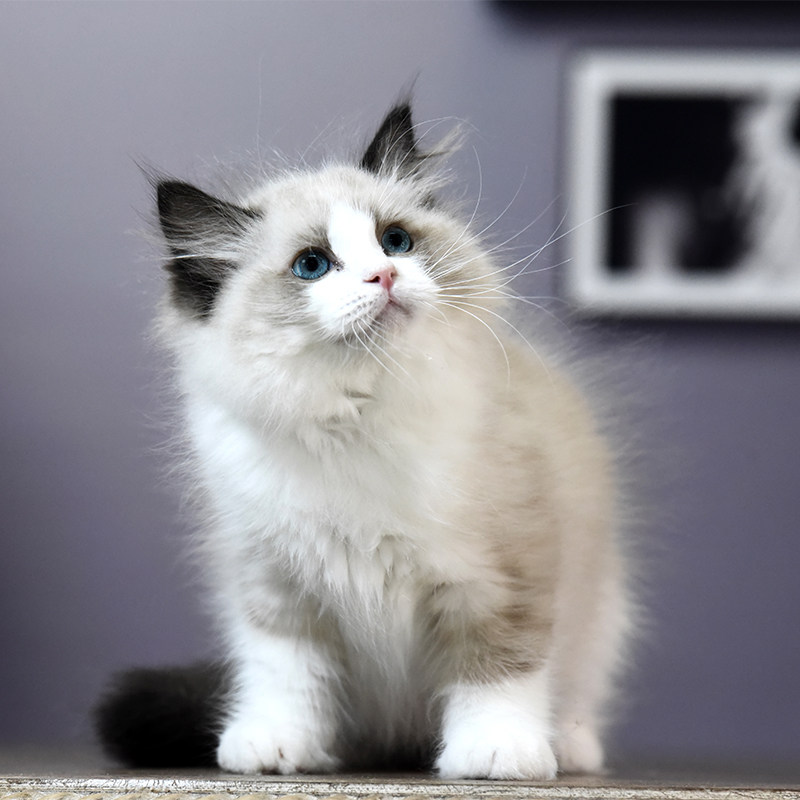 布偶猫幼猫纯种宠物小猫活体幼崽渐层公母英短猫咪