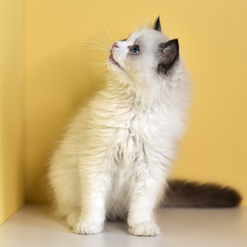 幼崽布偶猫幼猫宠物活体纯种渐层公母英短美短猫咪