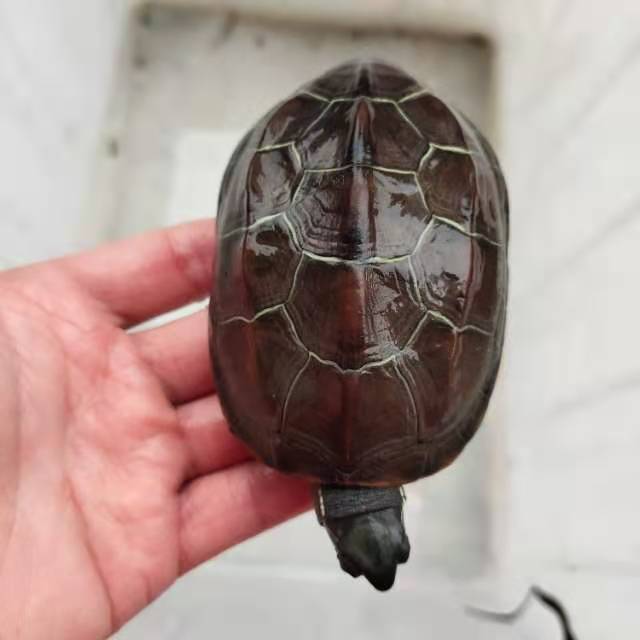 最贵稀有有的大外成年纯种全黑碳顶墨龟活体龟
