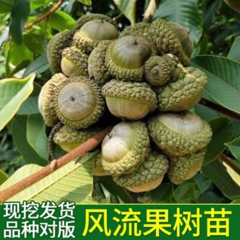 树苗风流果树四季盆栽马古厚鳞柯树增掉藤龟头果树