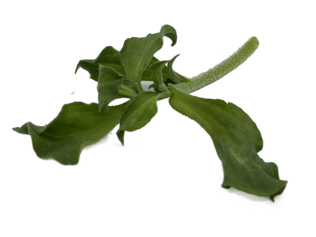 蔬菜新鲜即食冰菜冰花冰叶非洲冰草生吃沙拉其它