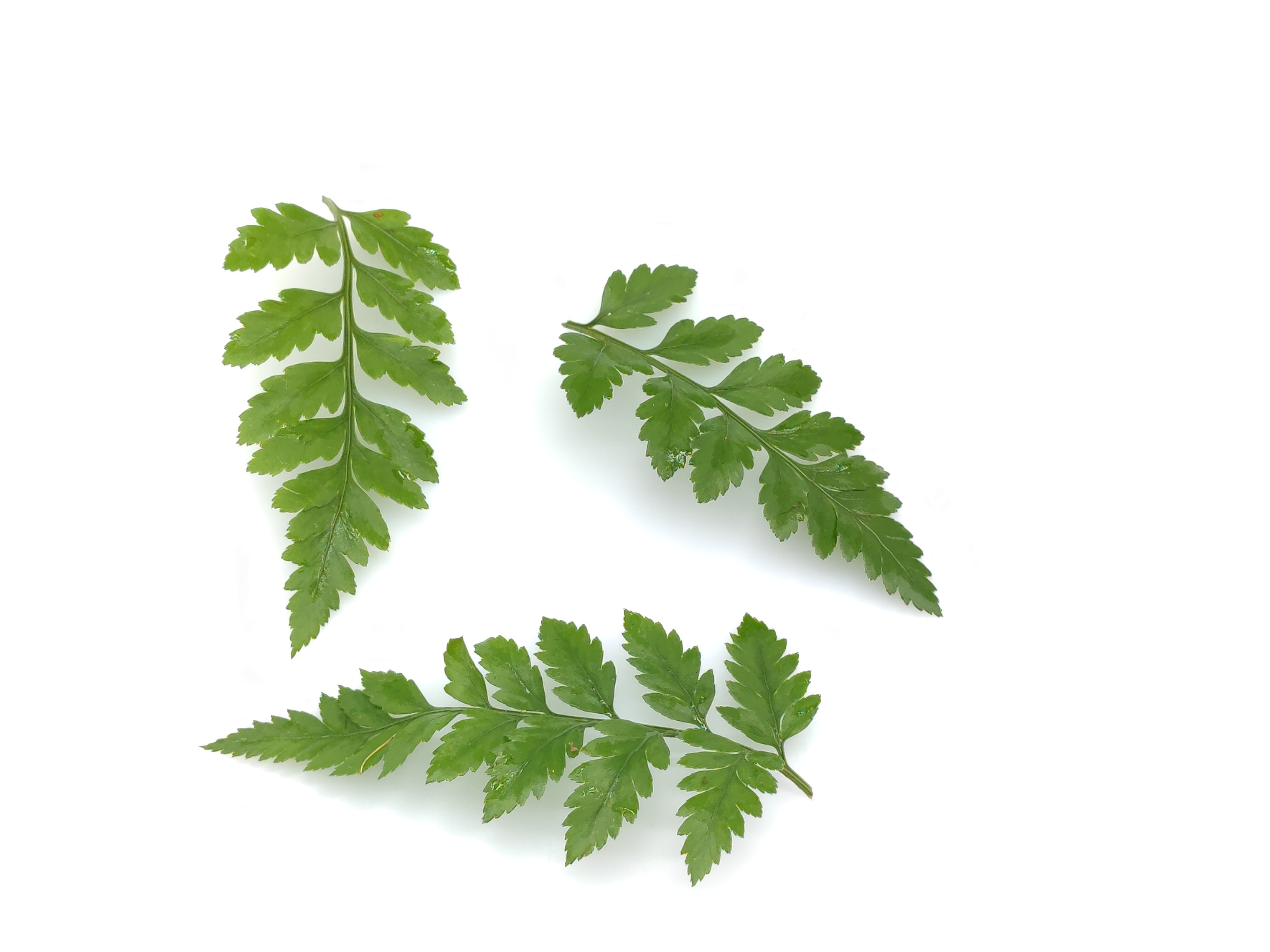 新鲜芒叶 西餐摆盘 花草芽苗 杨子叶 烘焙 装饰 高山羊齿叶 草蕨 - 痕