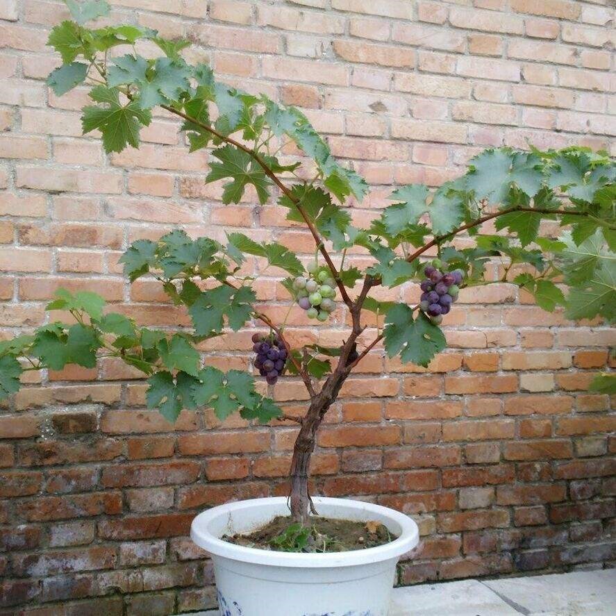 巨峰无子葡萄果树蓝宝石当年结果盆栽庭院爬藤果树