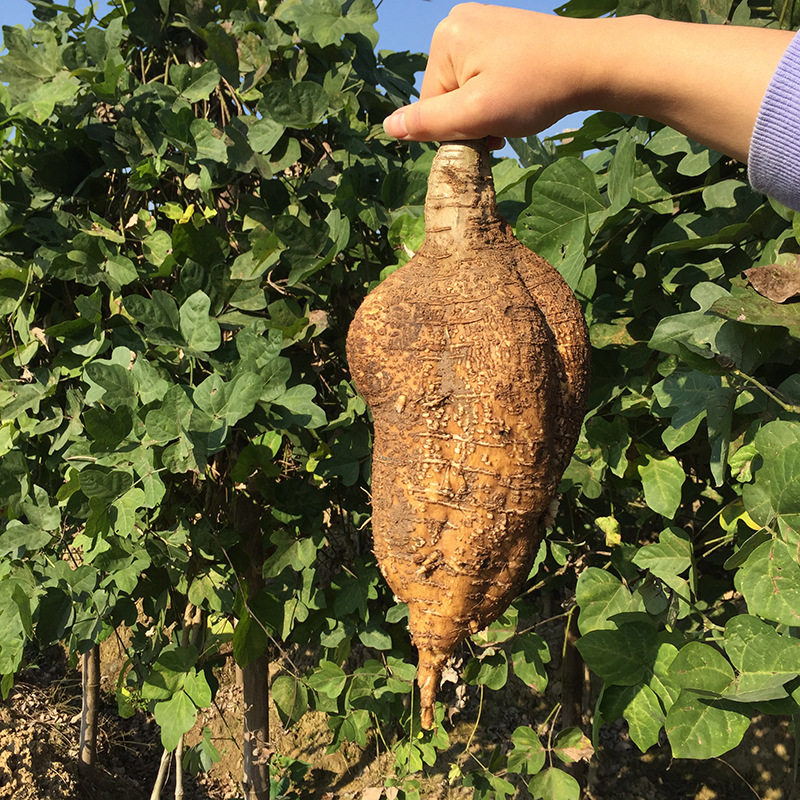 现挖新鲜无渣甘甜粉糯野生葛根高明水粉3斤葛根