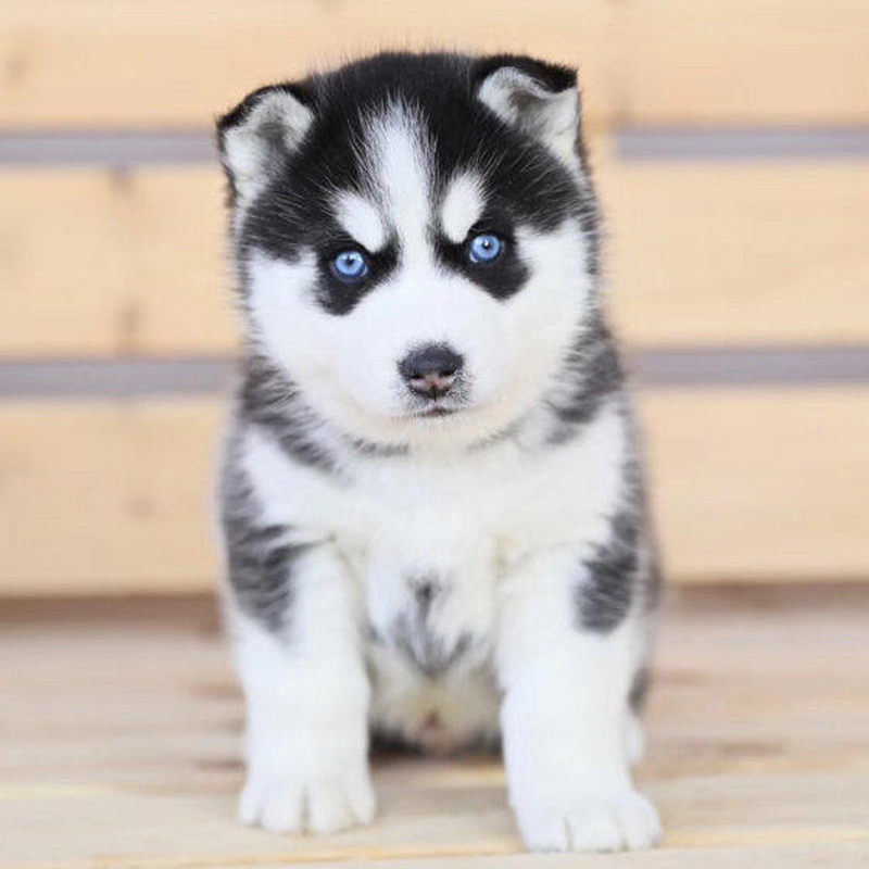 哈士奇二哈火蓝三把活的幼犬动物小狗幼体狗狗狗狗