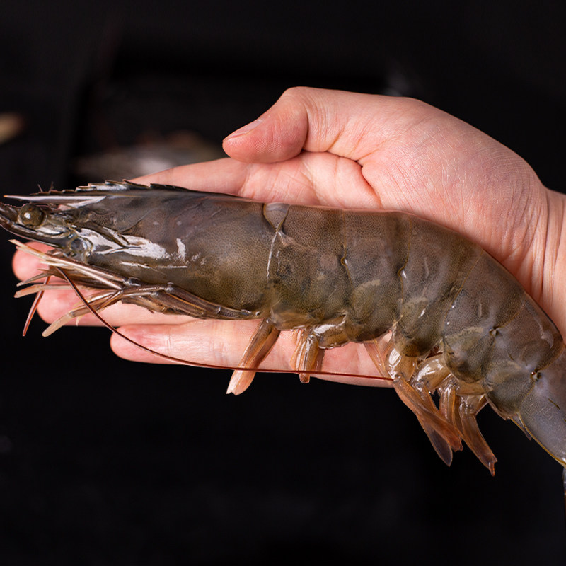 6头青岛对虾2斤装冷冷冻超大盐冻鲜虾活冻冻虾