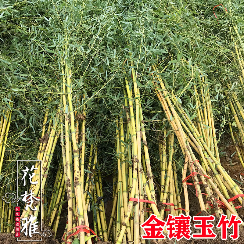 金镶玉黄金竹子庭院四季常青花园观赏植物室内盆栽绿植