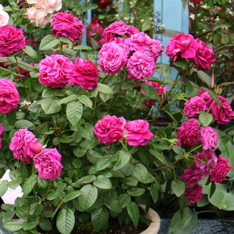 海蒂花园寓言浓香直立月季玫瑰多季开花阳台观叶