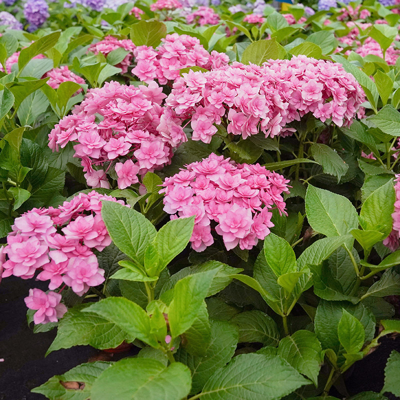 海蒂花园复古腔调大花重绣球可调调色阳台庭院绣球