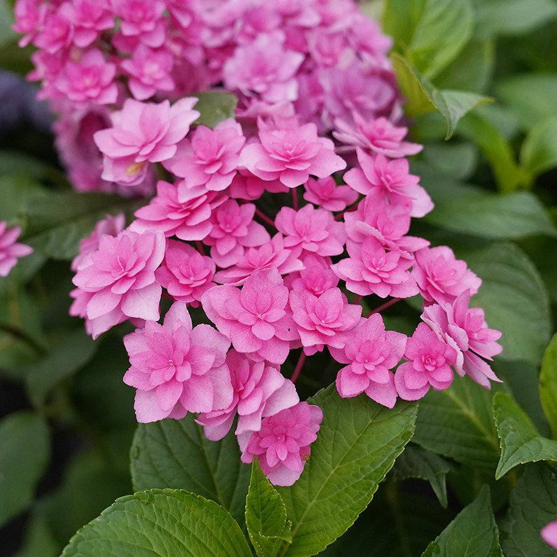 海蒂花园复古腔调大花重绣球可调调色阳台庭院绣球