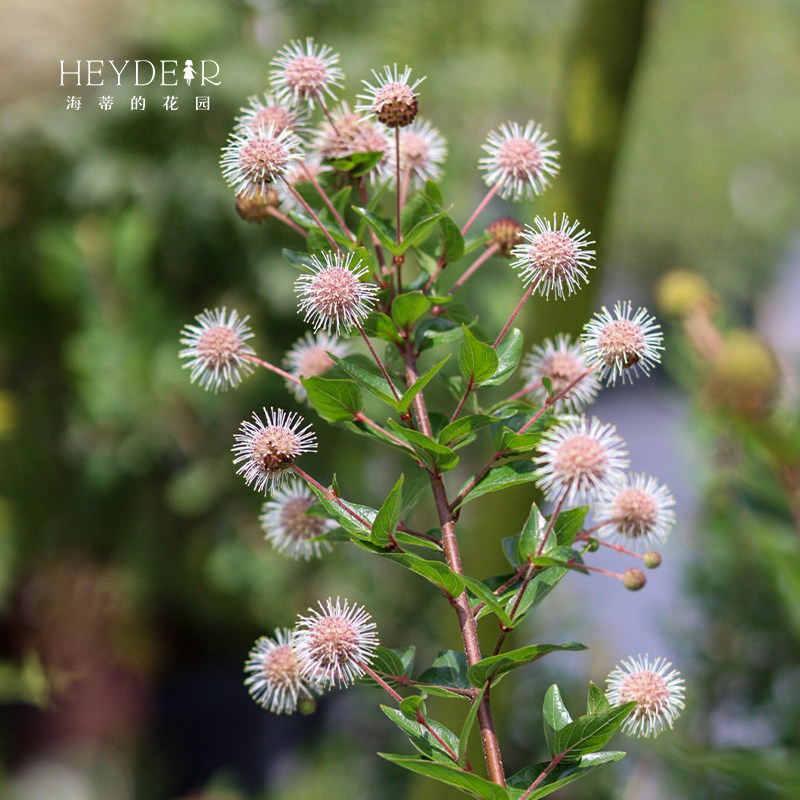 海蒂花园细叶水团花水杨梅多年生灌木庭院耐热时令草本花卉