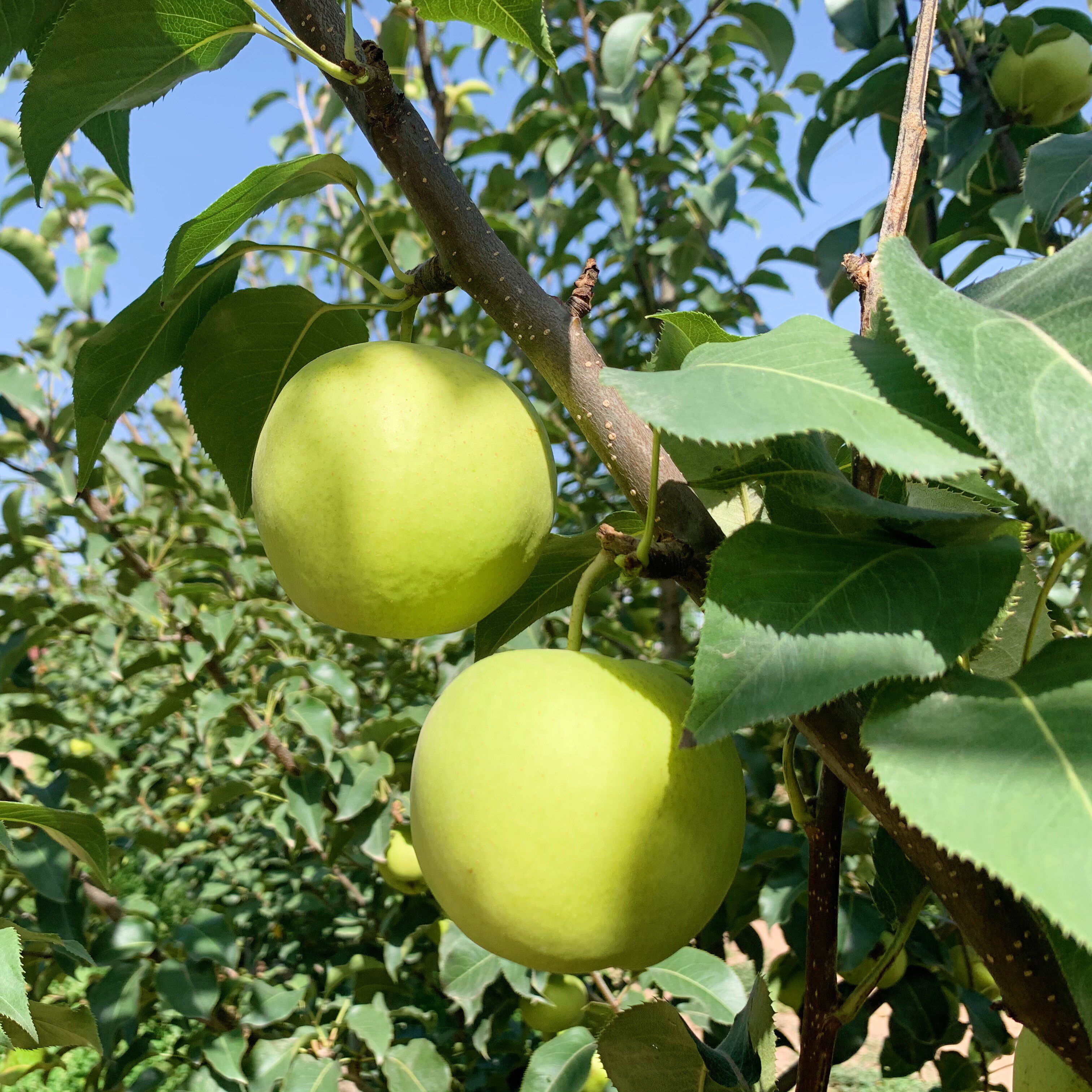 梨树嫁接绿宝石梨苖中梨一号苹果南方北方种植果树