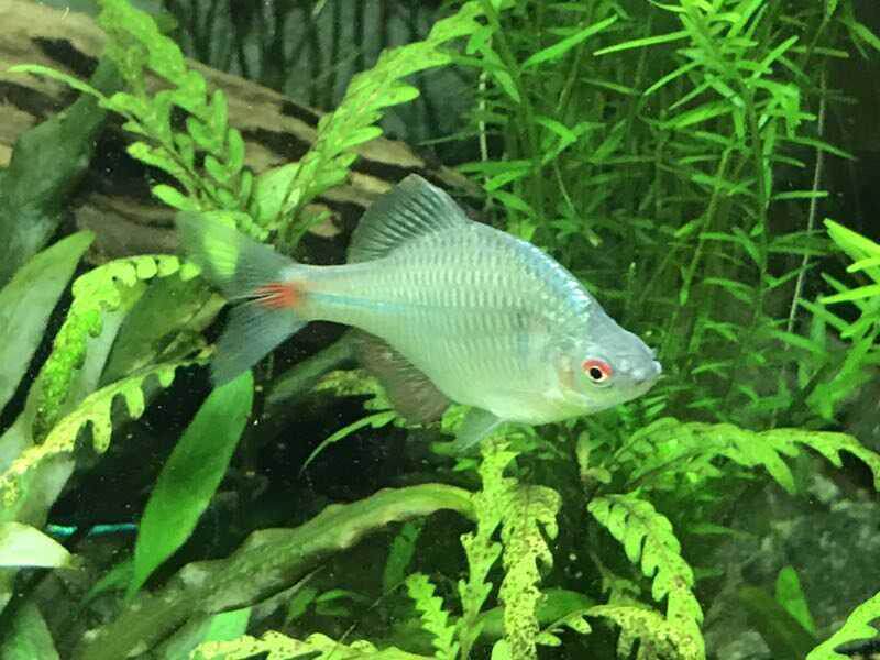 鳑鲏彩色皮鱼鰟鮍活体板鱼旁皮体鳑鮍旁冷水鱼