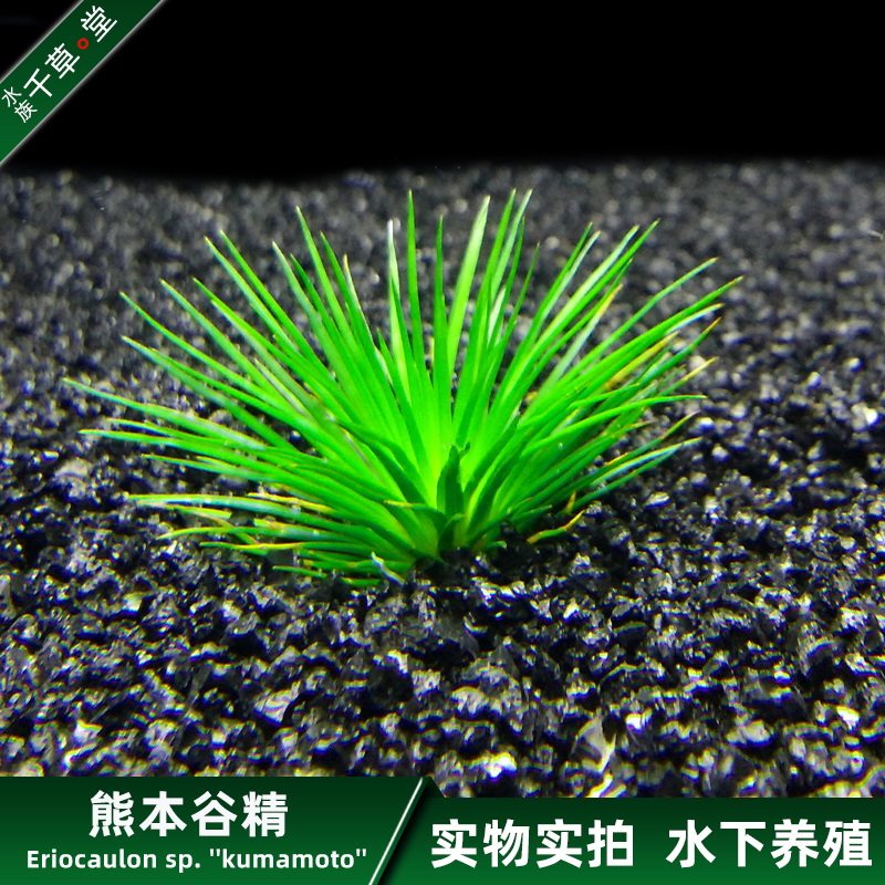 鱼缸水草淡水活体植物草缸造景日系中景草古水草