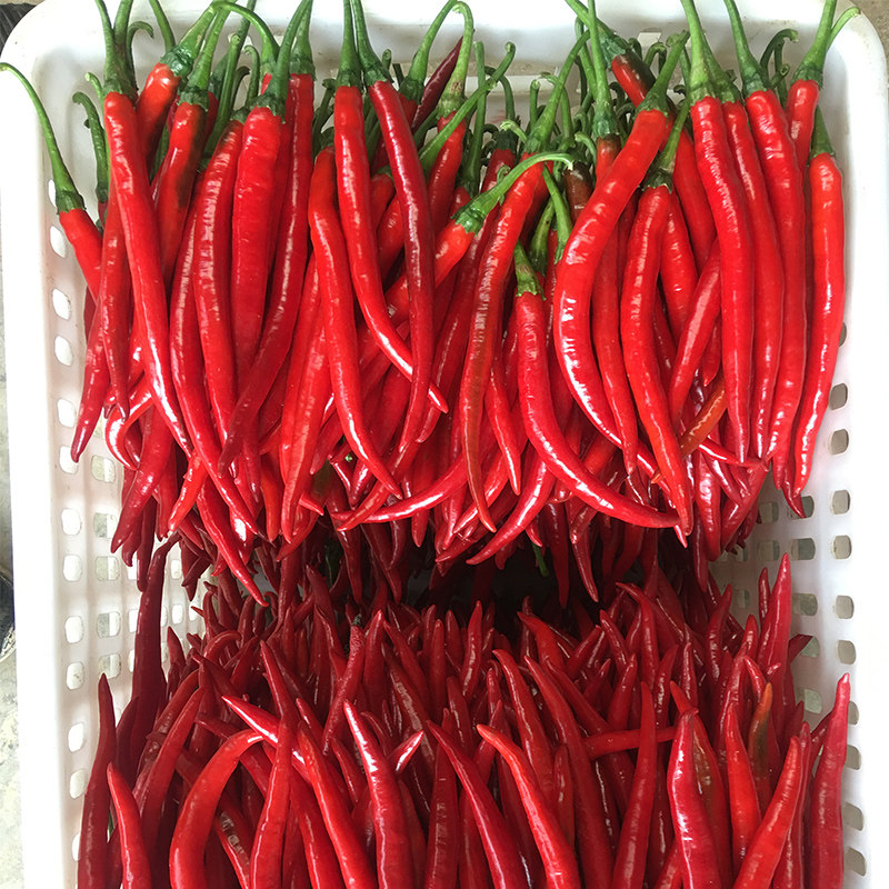 荆条新鲜红辣椒紫红薄皮泡海椒线椒剁椒江江西辣椒