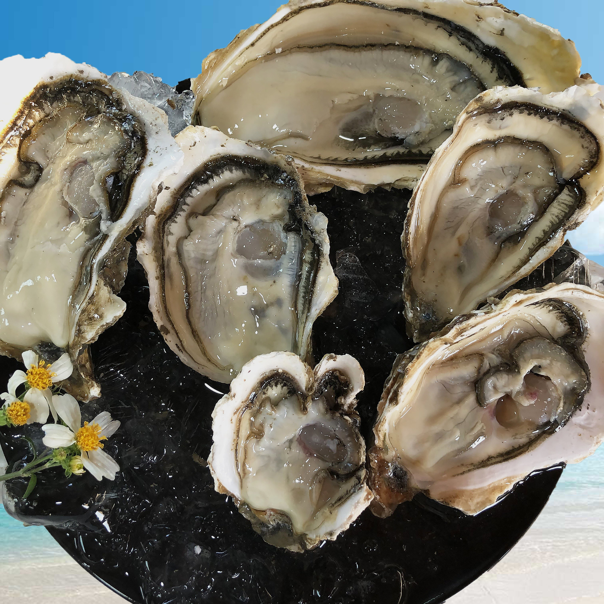 广东法式即食生鲜活10斤特大牡蛎新鲜海鲜水产生蚝