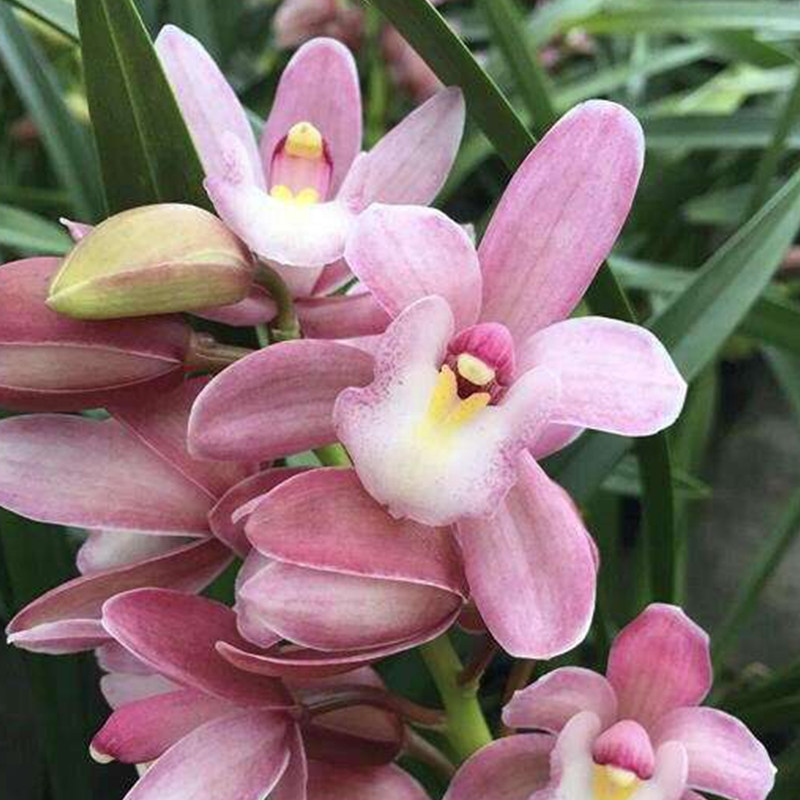 泽雨天下大花蕙兰樱花报岁兰粉色带花苞兰苗时令草本花卉