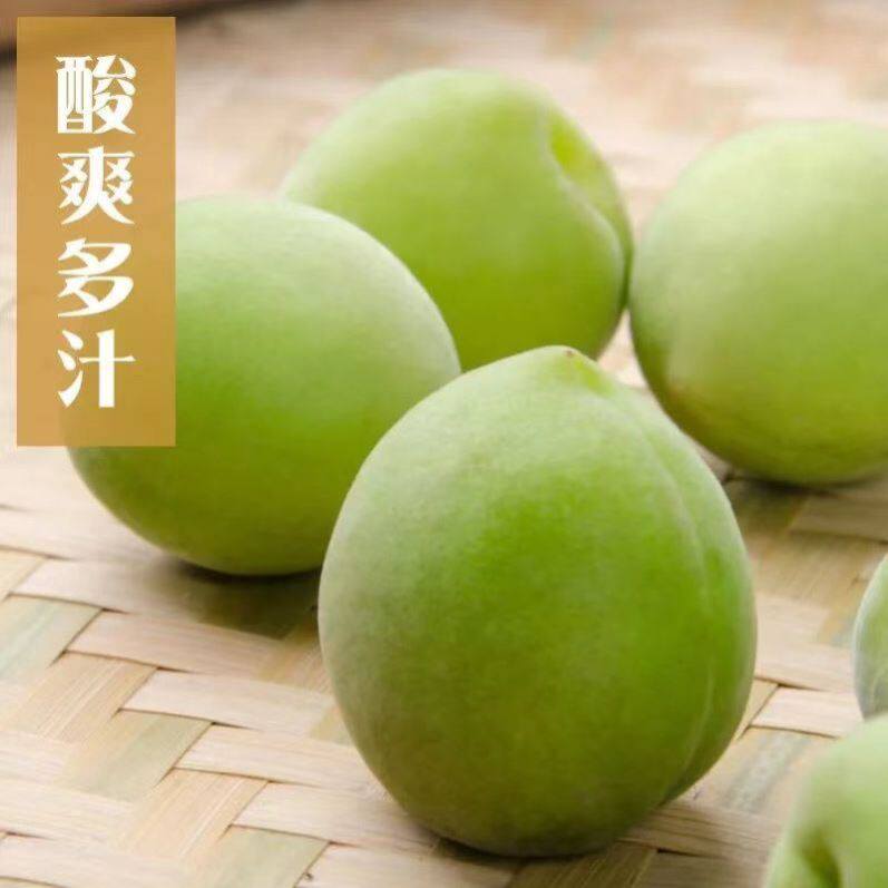 青梅新鲜现摘脆酸梅子青竹梅泡酵素酸梅大果火龙果
