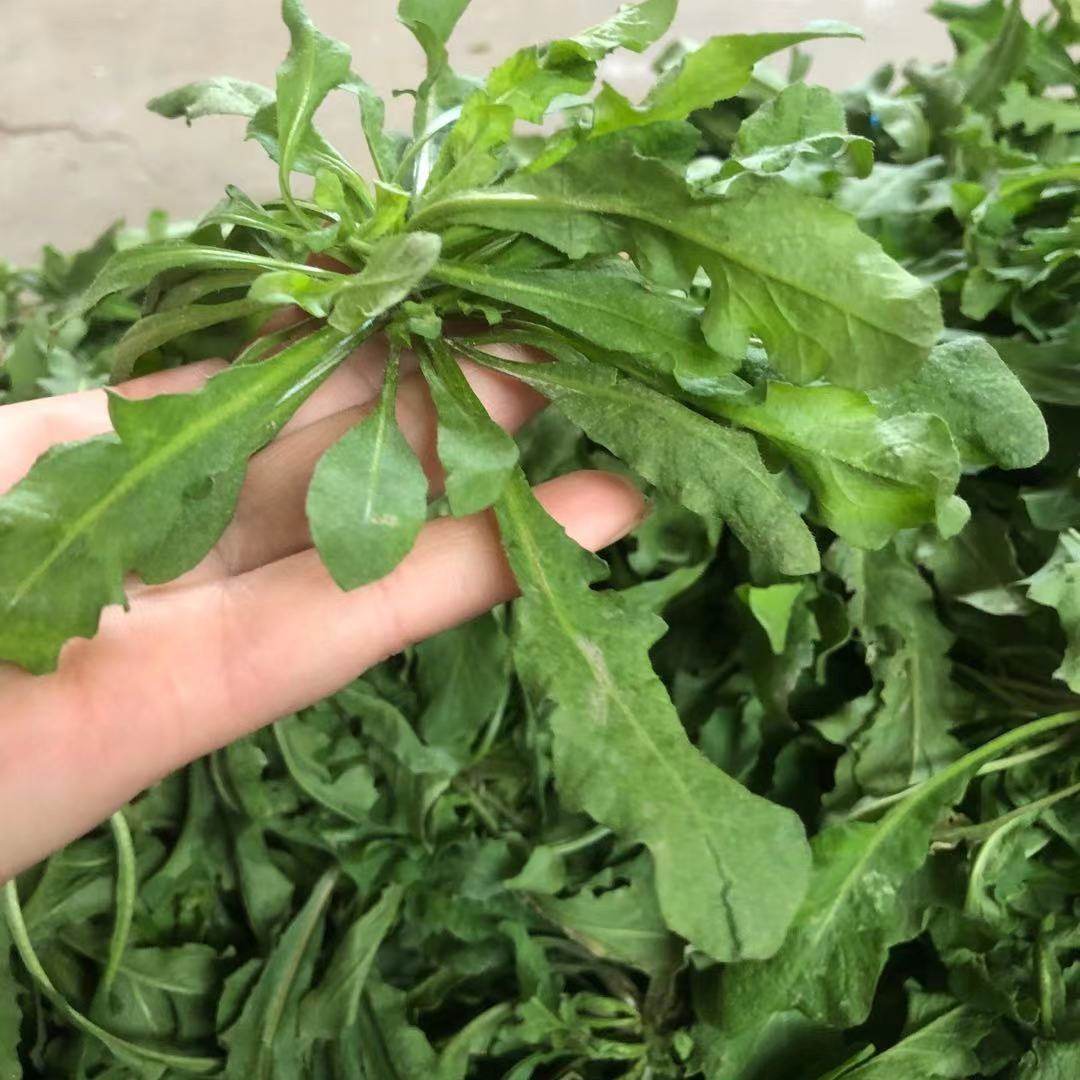 荠菜现挖新鲜包邮野生地野菜饺子水饺馄饨包子荠菜