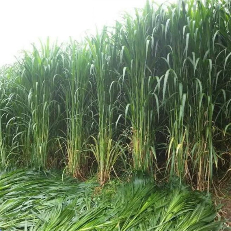 四季高产牧草种子甜象大叶晚熟杂交王草种籽家庭园艺种子