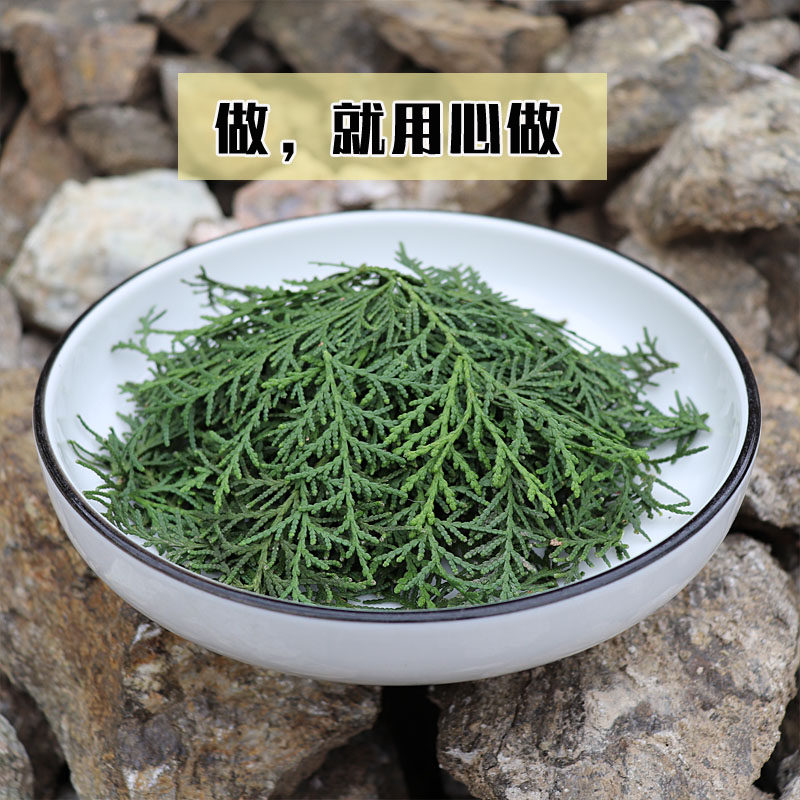 侧柏现采树枝密发生发叶防脱深山秦岭纯叶新鲜其他药食同源食品