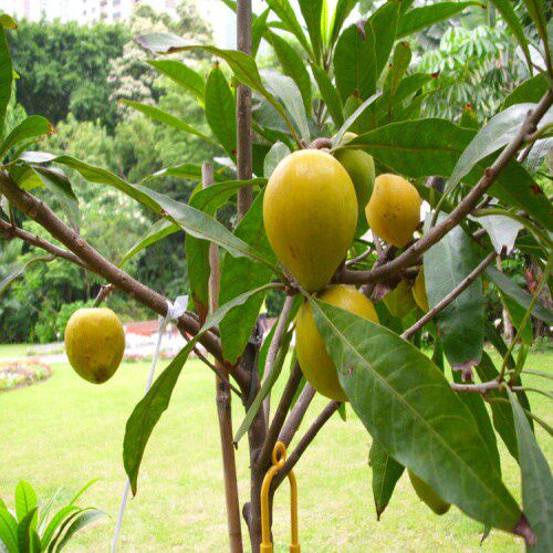 果苗鸡蛋鸡蛋果蛋黄果果果果树树苗南方种植当年果树