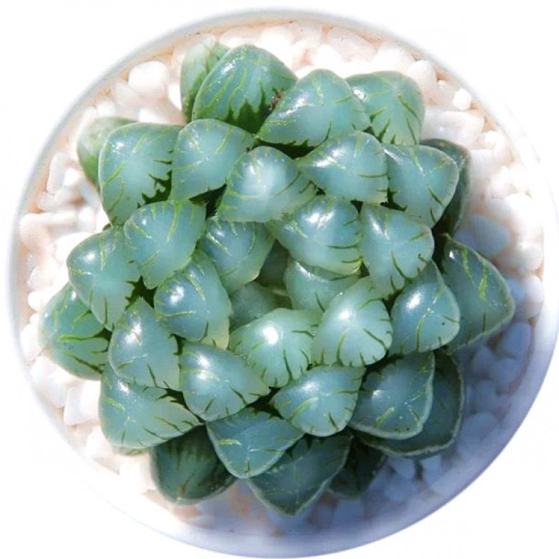 多肉植物新露玉款姬寿冰灯玉露水晶寿肉超萌多肉植物