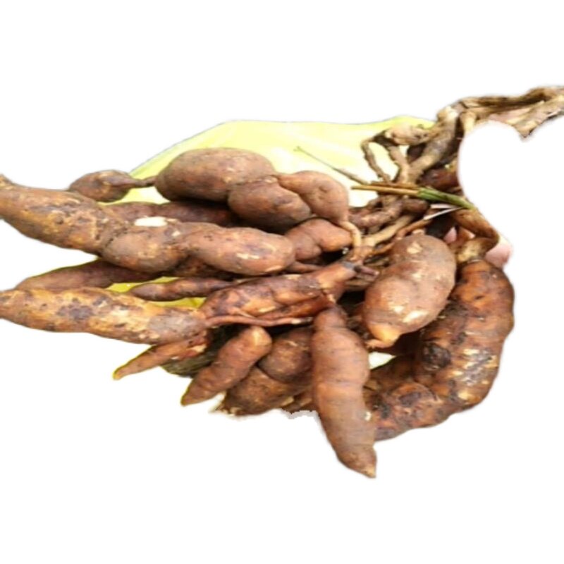 贵州野生雪里开新新鲜中药材地雷拐子药蛇松子传统滋补品其他