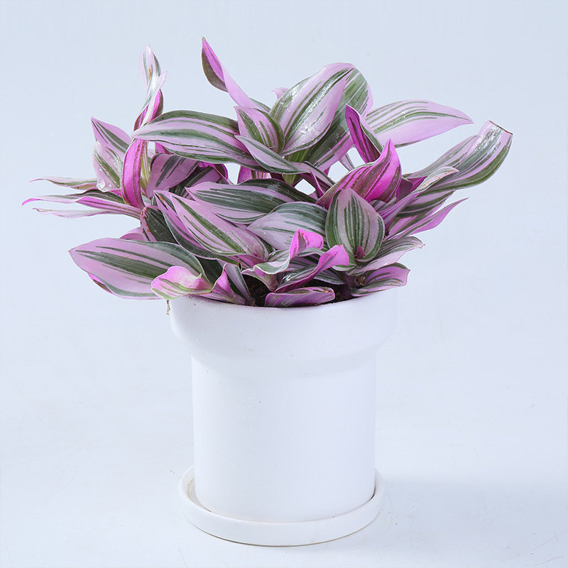 油画婚礼吊兰水培植物胭脂绿植盆栽花卉办公室绿植