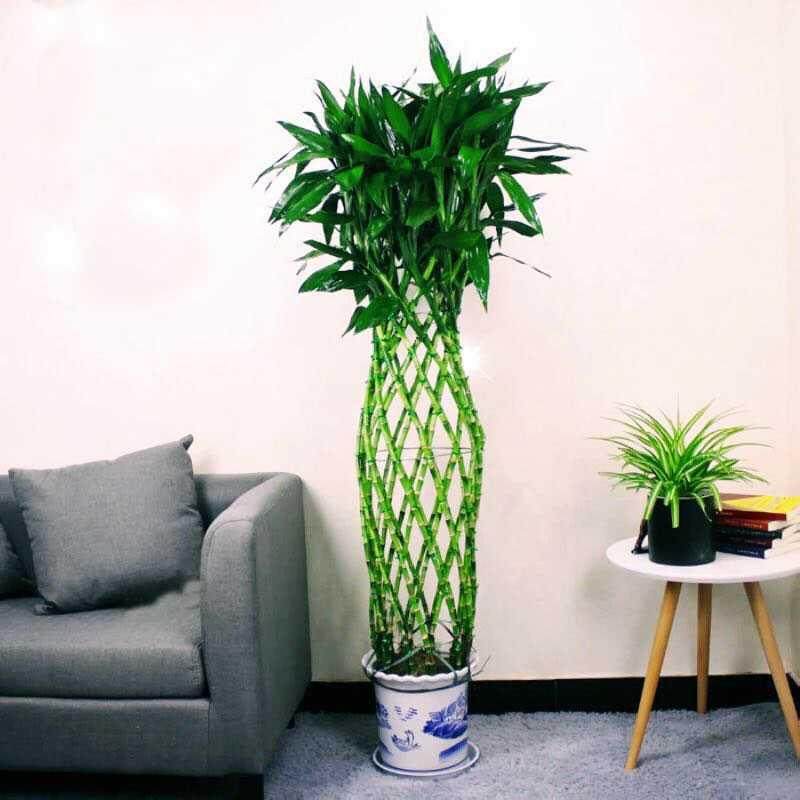 室内礼包乔迁开业大厅酒店编制竹笼大型绿植