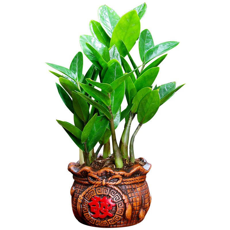 金钱树花卉绿植桌面好养四季钱串子客厅室内办公室绿植