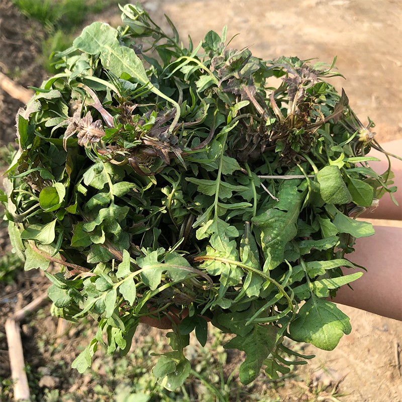 陕西秦岭野生荠菜新鲜荠荠菜地丁菜北方当季荠菜