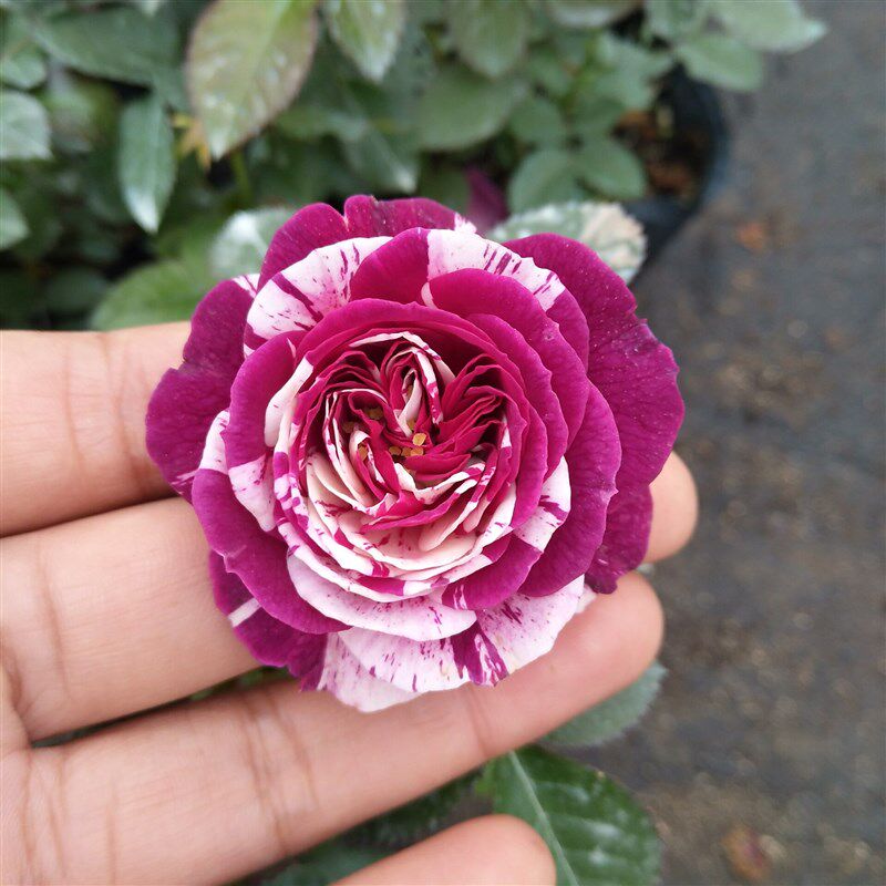 灌木宝石开放香欧花苗月季非常花卉木本多头花卉