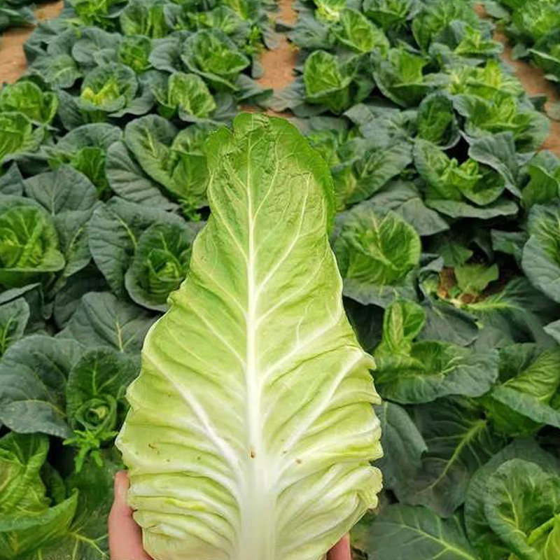 高产优质大棚种籽蔬菜四季菜黄研牛心包卷心蔬菜种子