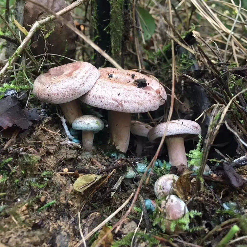 枞菌湖南乌红新鲜蘑菇寒菌野生松树重阳500克新鲜松茸