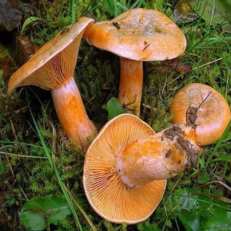 湖南湘西枞树新鲜野生蘑菇黄枞菌寒菌松树菌雁新鲜松茸