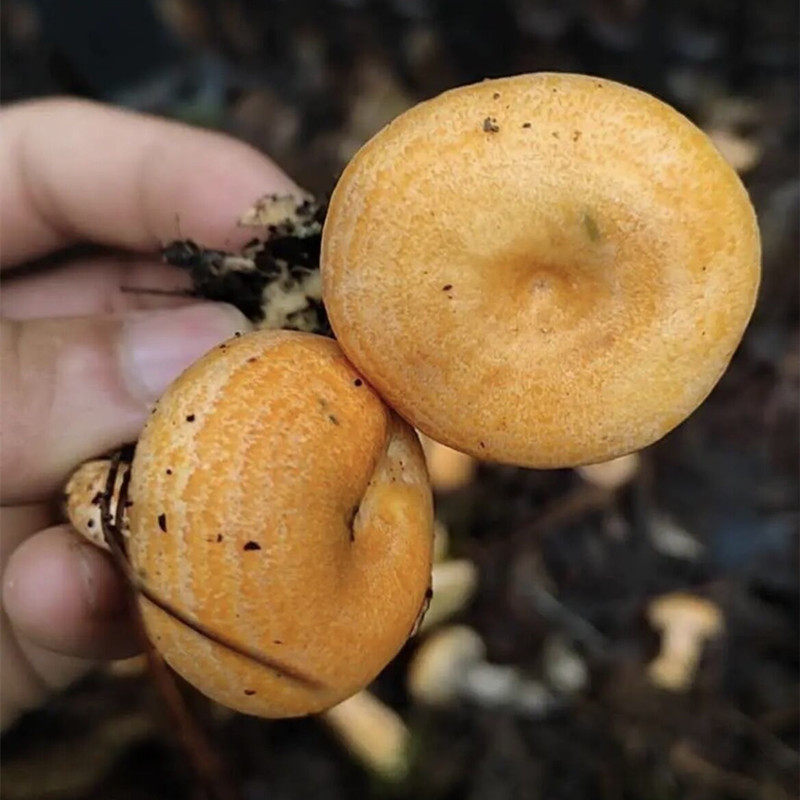 湖南菌寒松树鹅菌菌雁枞树菇雁湘西松乳新鲜新鲜松茸