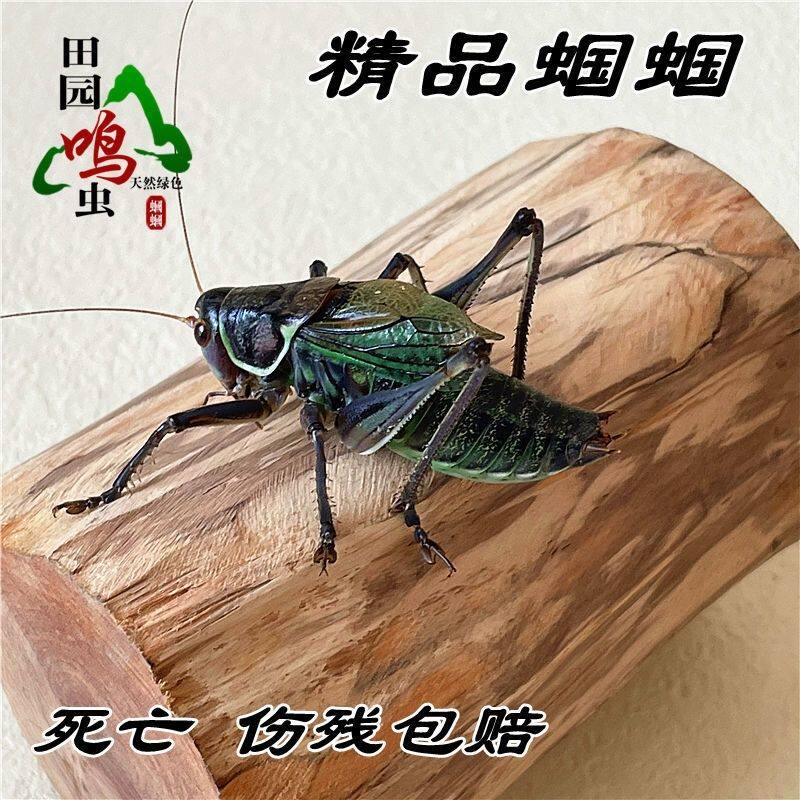 蝈蝈炮筒鸣虫活体超大幼虫憨叫大肚子铁皮宠物特色爬宠