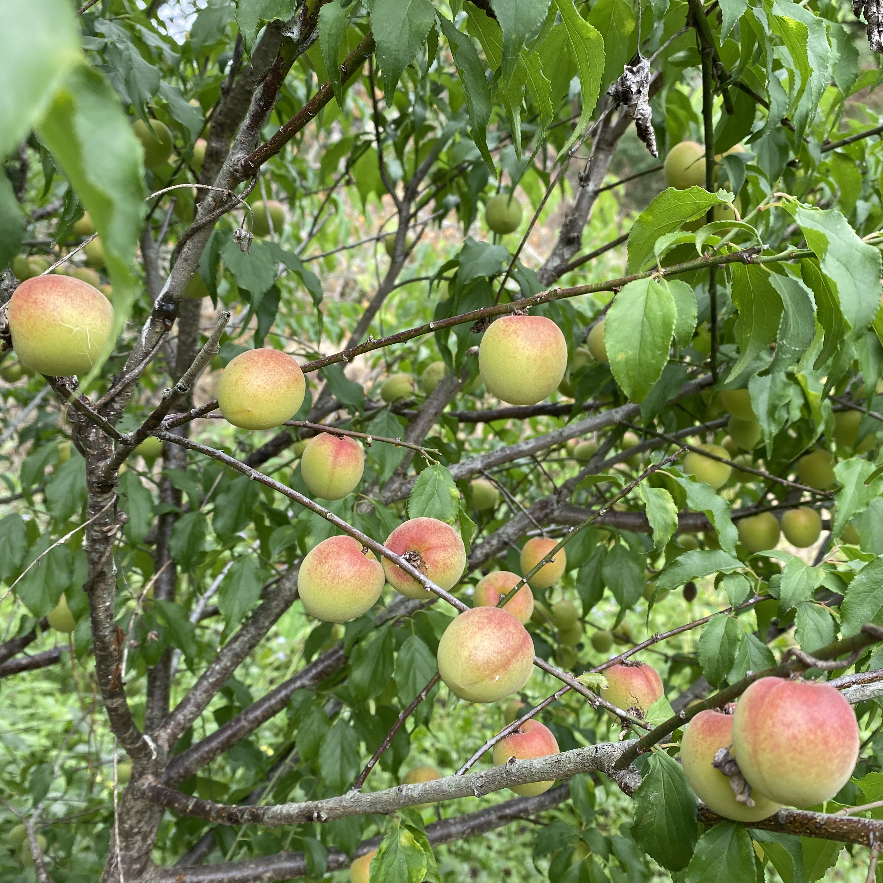 5斤胭脂梅新鲜青梅果鲜果云南野生熟红梅泡酒专用现摘酸梅子水果