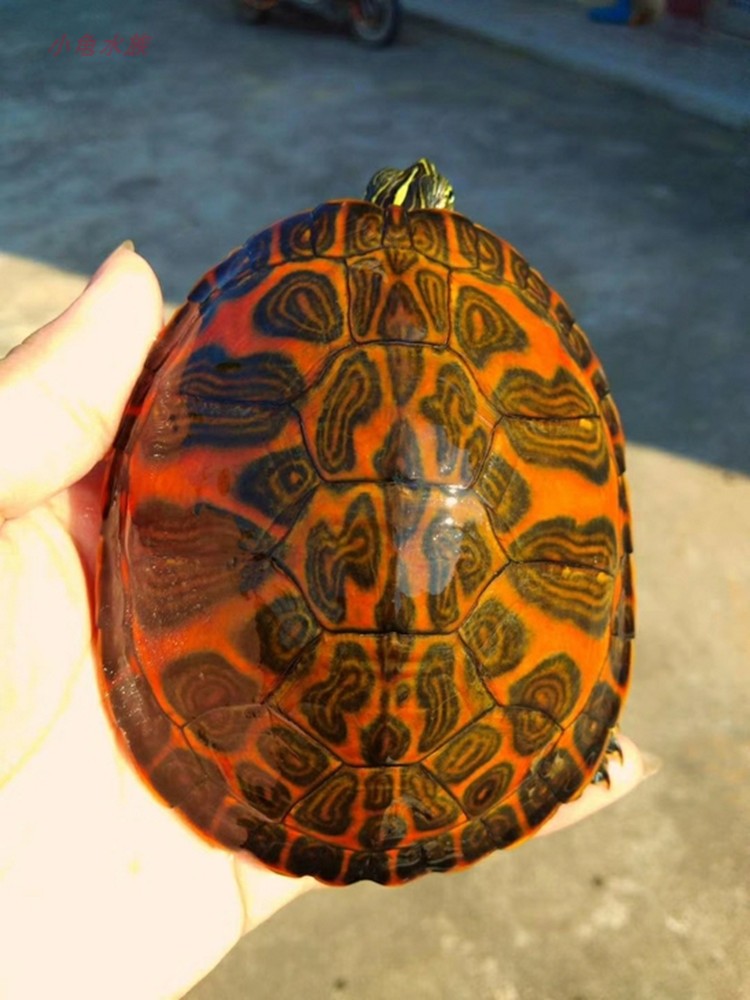 极品宽纹火焰龟红龟苗禄仔吃菜深水鱼缸混养龟