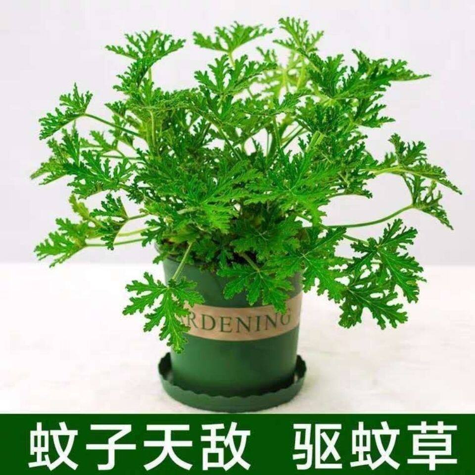 驱蚊草盆栽迷迭香薄荷驱蚊植物驱虫胡椒木清香木蟹爪兰花苗绿植