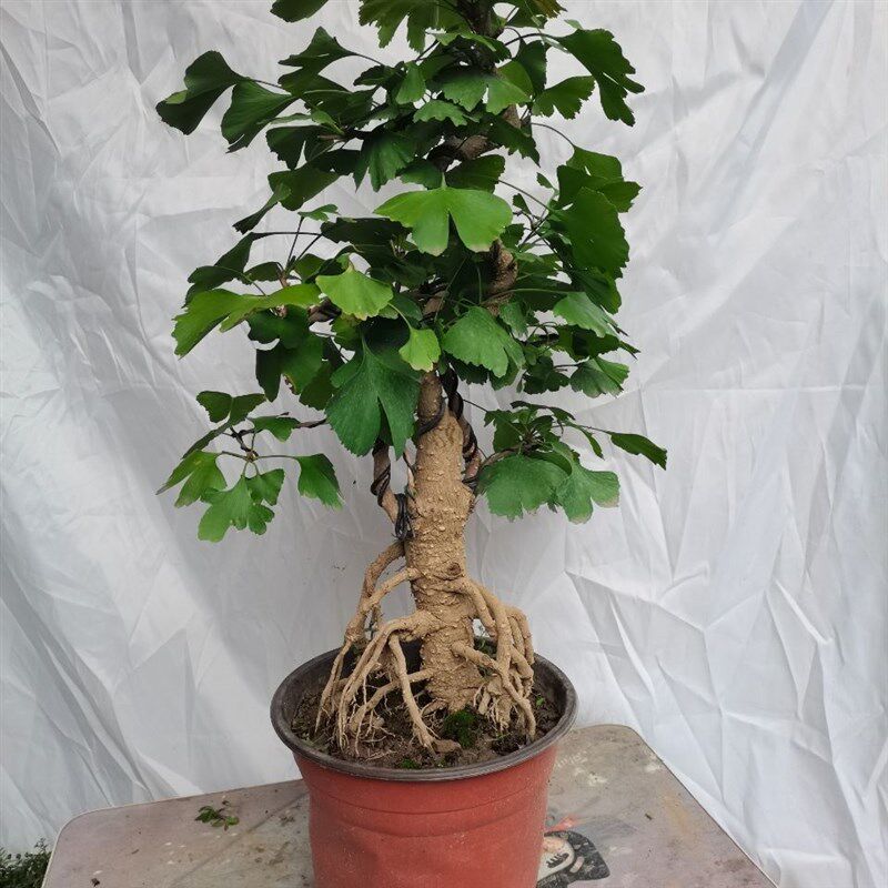 网红银杏盆景挂果原生灌木非常大的一颗老桩绿植