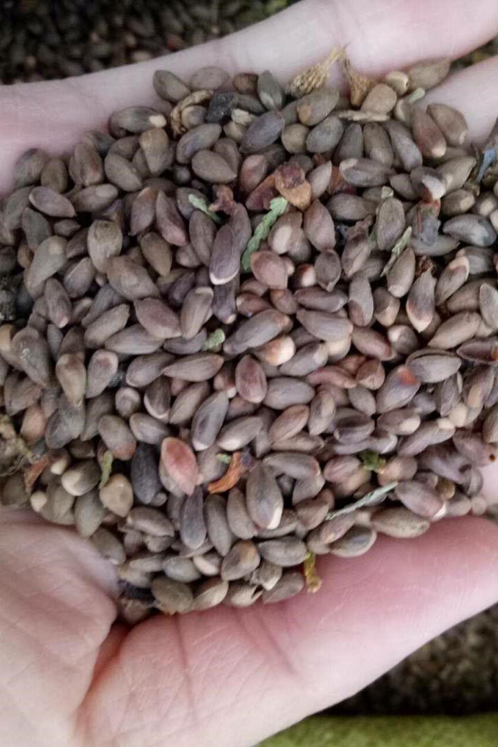 金塔圆刺蜀桧香扁柏树松树枕头桧柏种子黄柏家庭园艺种子