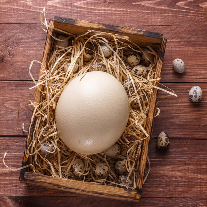 送礼新鲜鸵鸟鸟蛋特大号鸸鹋土豪七夕可食用鲜蛋其它