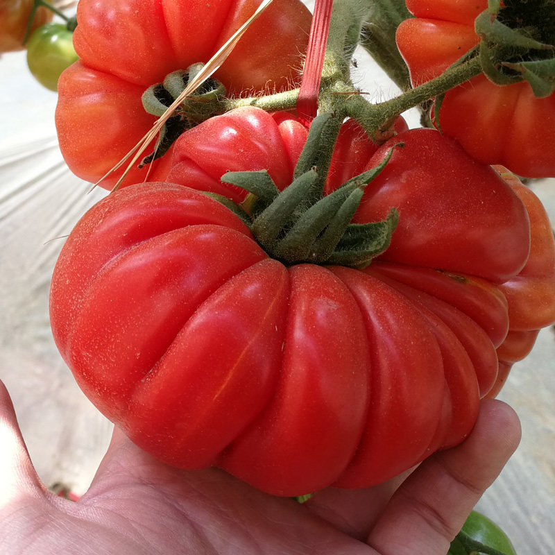 丑八怪番茄种子苗水水果特大西红柿欧洲传统品种家庭园艺种子