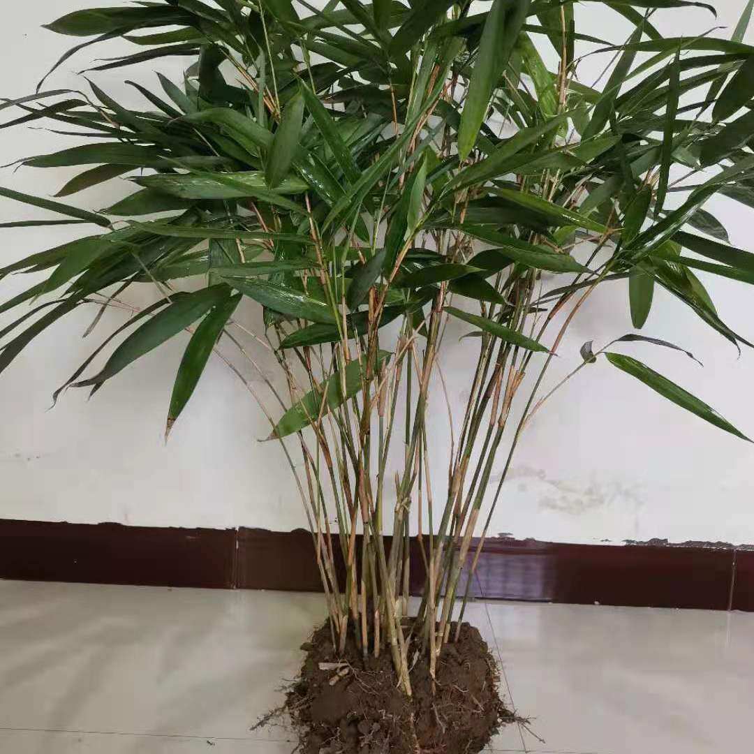 箬竹绿萝植物叶植物好养观现挖绿植四季苗圃竹子绿植