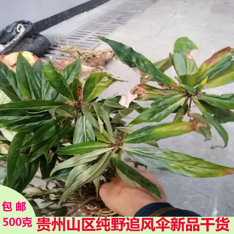 追风贵州中药材野生伞现晒干干货草药惊风伞公传统滋补品其他