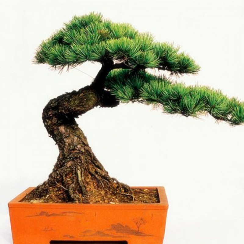 五针种子盆景大阪日本那须短叶松种家庭园艺种子